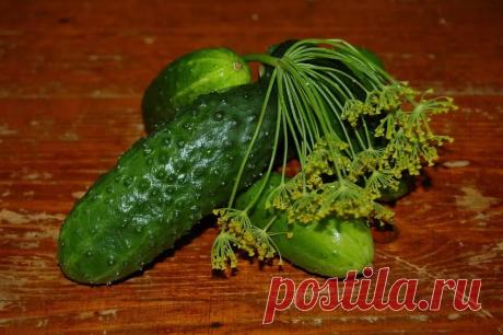 Простые и вкусные рецепты консервации огурцов на зиму