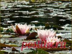 ВОДЯНЫЕ ЛИЛИИ - ЦВЕТЫ РУСАЛОК ........