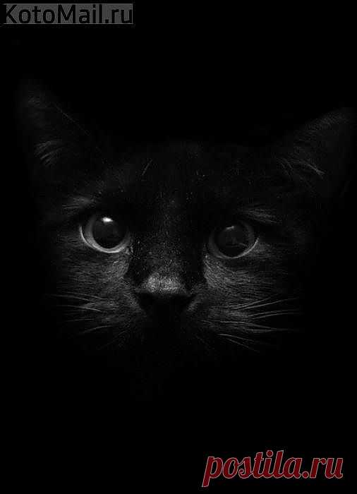 ЕЩЁ КОТЭ | KotoMail.ru