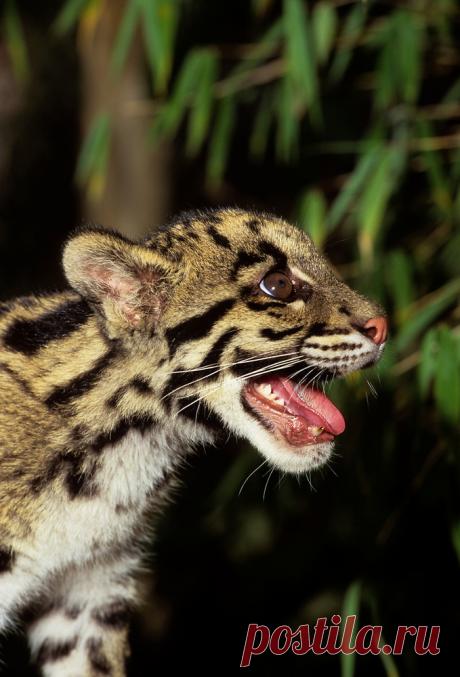 MCL021.jpg | Терри Уиттакер Фотография