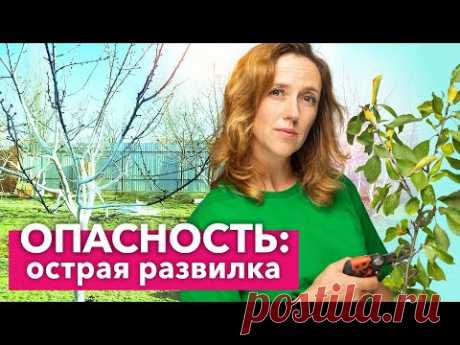 ОБЯЗАТЕЛЬНО ОБРЕЖЬТЕ ТАКИЕ ВЕТКИ У ДЕРЕВЬЕВ, они приводят к разломам и раку!