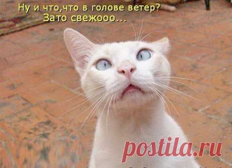 коты