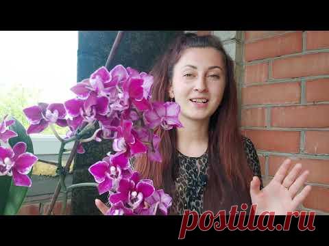 ДЕЛАЙ ТАК Самые ДЕШЁВЫЕ средства ВЫВЕДУТ ЛЮБУЮ ОРХИДЕЮ из Реанимационного СОСТОЯНИЯ