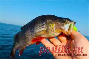 Осенняя ловля окуня