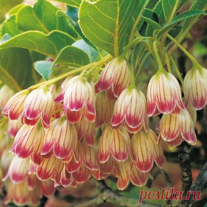 Многолетняя новинка для сада | ЗЕЛЕНЫЙ МИР С ЕЛЕНОЙ | Яндекс Дзен