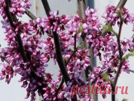 СЕМЕНА ДРУГИХ РАСТЕНИЙ - Церсис - 10 шт