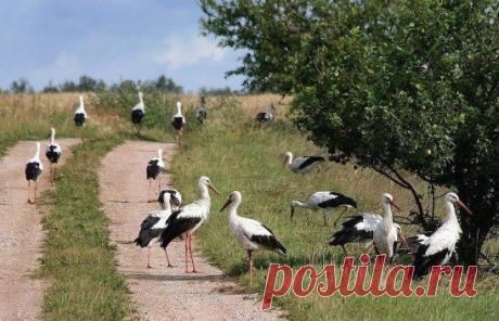А  такую красоту можно увидеть только  у  нас  в РЕСПУБЛИКЕ  БЕЛАРУСЬ