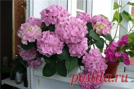 Полезный совет как вырастить гортензию!
Выращивание гортензии можно осуществлять как на приусадебном участке, так и в домашних условиях. Родина этого нежного цветка с роскошными бутонами цветов - Азорские острова. Гортензия - крупнолистное листопадное растение, выращиваемое как небольшой кустарник, достигающий высоты до 1,5м.