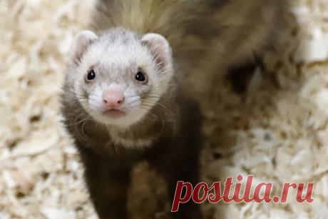 Супруги проснулись среди ночи из-за чужого хорька в кровати. В Южном Бристоле, Англия, потерявшийся хорек забрался в дом и залез в кровать к спящей паре. Предположительно, зверь сбежал от хозяев, а когда оказался на улице, замерз, промок и решил погреться. После того как британцы обнаружили незваного гостя, они позвонили в ветеринарную клинику и попросили забрать животное.