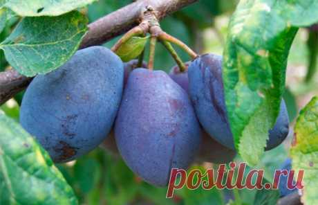 УДОБРЯЕМ СЛИВУ ПРАВИЛЬНО
Сохраните, чтобы не потерять!
1. В течение первого года после посадки удобрять сливу не нужно, а в последующие три года достаточно лишь внесения весной мочевины по 20 г на 1 кв.м.
2. После начала плодоношения каждый год на 1 м2приствольного круга вносят 10 кг навоза или компоста, 25 г мочевины, 60 г простого или двойного суперфосфата, 20 г хлористого калия или 200 г древесной золы.
3. Во время полного плодоношения норму органических удобрений увеличивают до 15–20 кг на