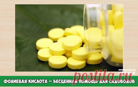 Обязательно запаситесь фолиевой кислотой. бесценная помощь для всех садоводов.