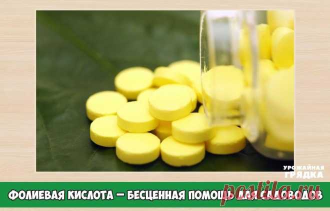 Обязательно запаситесь фолиевой кислотой. бесценная помощь для всех садоводов.