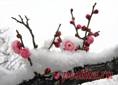 Плейкаст «Цветы под снегом»