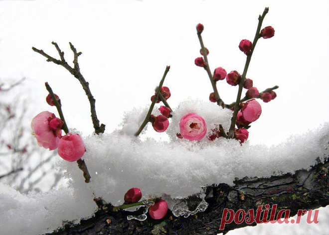 Плейкаст «Цветы под снегом»