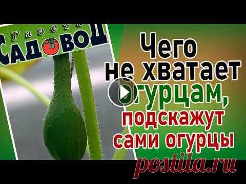ЧЕГО НЕ ХВАТАЕТ ОГУРЦАМ, ПОДСКАЖУТ САМИ ОГУРЦЫ Огурцы часто сигнализируют нам о недостатке какого-либо элемента питания, группы элементов или присутствии других негативных факторов, влияющих на жиз...