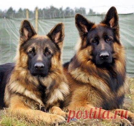 - Красавцы!..не правда ли?!!