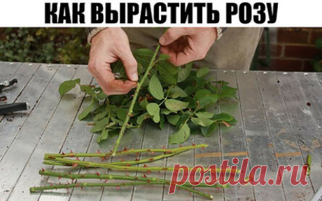 Как вырастить розу из срезанного цветка