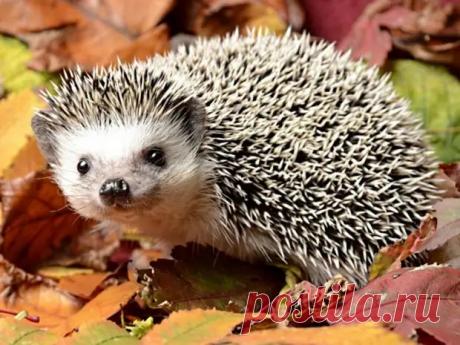 Интересные факты о ежах.