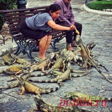 Голуби в Эквадоре