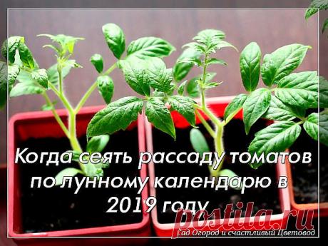 Когда сеять томаты на рассаду по лунному календарю в 2019 году

Томаты являются самыми распространёнными овощами у огородников, ведь они очень вкусные, подходят для салатов и консервирования. Но чтобы вырастить прекрасные помидоры необходимо заранее подготовится к их посадки, чтобы они успели созреть в срок. Посев лучше всего осуществлять учитывая сорт и лунный календарь.

Какие сорта томатов сажать:
Сверхранние сорта,
Ранние и среднеспелые сорта,
Поздние сорта.

Чтобы был...