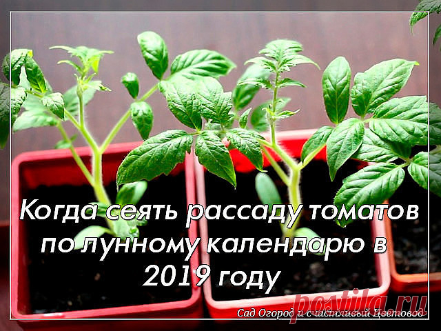 Когда сеять томаты на рассаду по лунному календарю в 2019 году

Томаты являются самыми распространёнными овощами у огородников, ведь они очень вкусные, подходят для салатов и консервирования. Но чтобы вырастить прекрасные помидоры необходимо заранее подготовится к их посадки, чтобы они успели созреть в срок. Посев лучше всего осуществлять учитывая сорт и лунный календарь.

Какие сорта томатов сажать:
Сверхранние сорта,
Ранние и среднеспелые сорта,
Поздние сорта.

Чтобы был...