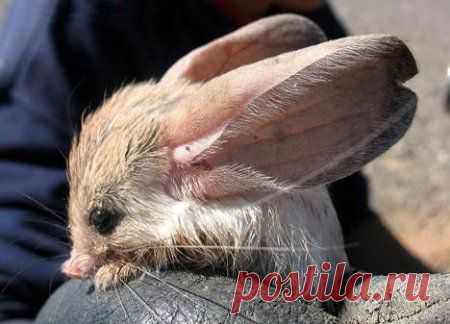 необычные животные