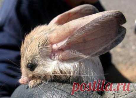 необычные животные