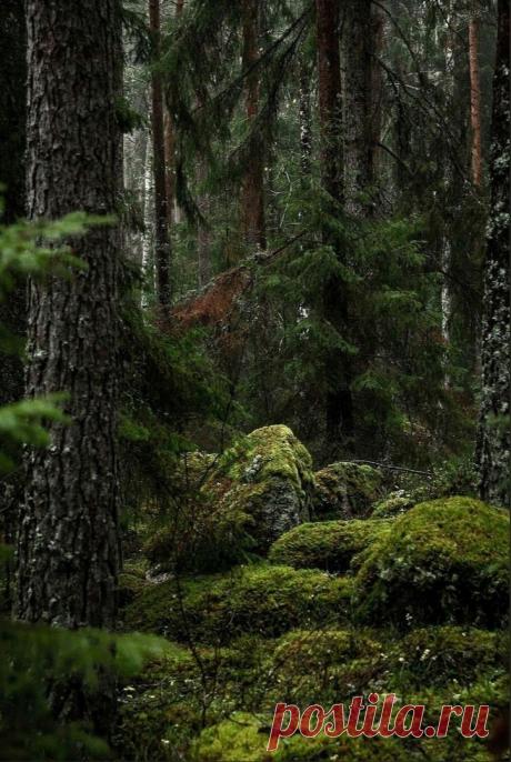 СКАЗОЧНЫЙ ЛЕС