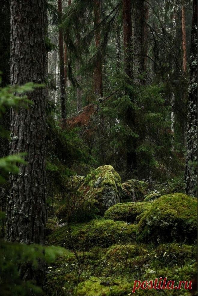 СКАЗОЧНЫЙ ЛЕС