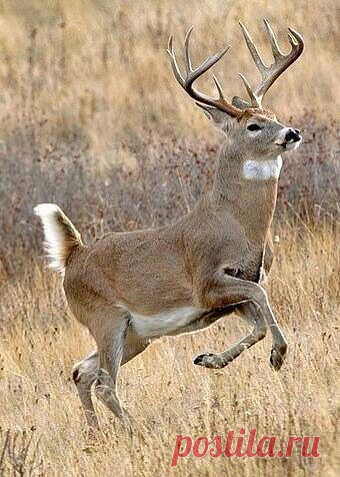 МИР ПОЗДРАВЛЕНИЙ И ОТКРЫТОК...
Лариса Щербакова (Кузнецова)