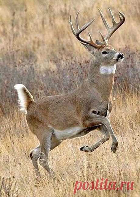 МИР ПОЗДРАВЛЕНИЙ И ОТКРЫТОК...
Лариса Щербакова (Кузнецова)