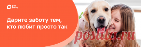 Хозяевам: тревожные симптомы в поведении кошек и собак | Petstory | ПромоСтраницы