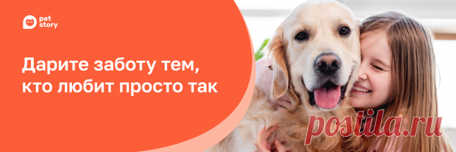 Хозяевам: тревожные симптомы в поведении кошек и собак | Petstory | ПромоСтраницы