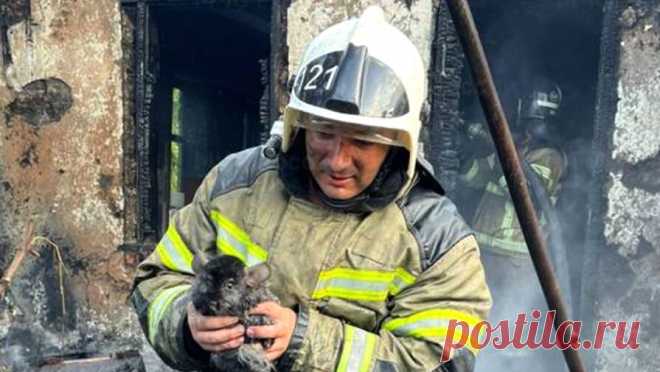 Сотрудники МЧС вынесли семью шиншилл из охваченного огнем дома на Кубани. Сотрудники МЧС спасли трех грызунов во время пожара в частном доме на Кубани. Об этом сообщает управление МЧС в официальном Telegram-канале. Специалисты прибыли на вызов после того, как в одном из населенных пунктов воспламенилось здание. ...