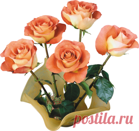 Оранжевые розы PNG
