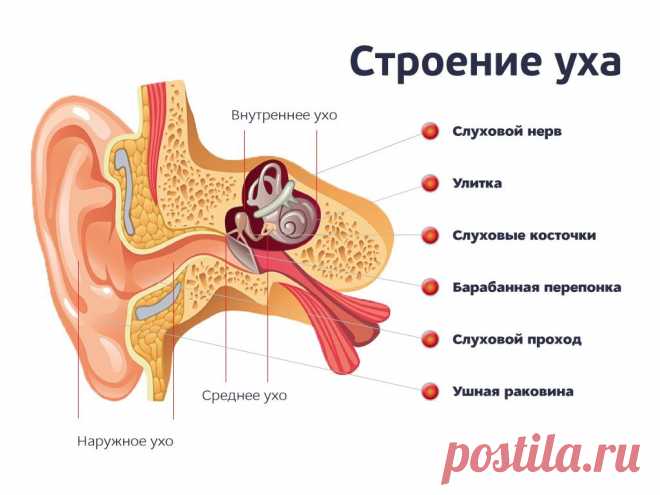 Орган слуха человека – строение и особенности