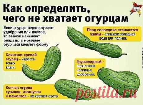Моя любимая дача|Сад, огород, цветы