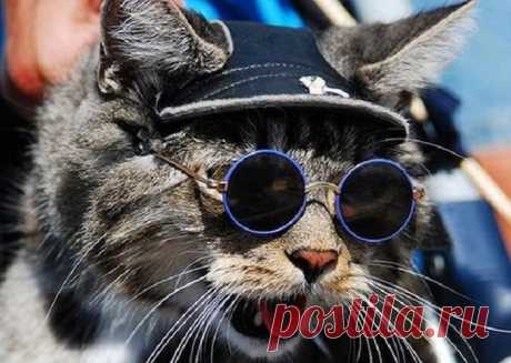 23 снимка, которые доказывают, что крутости котов нет предела