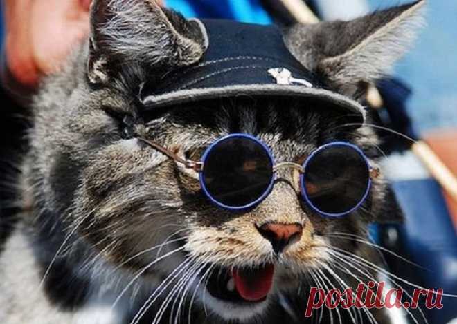 23 снимка, которые доказывают, что крутости котов нет предела