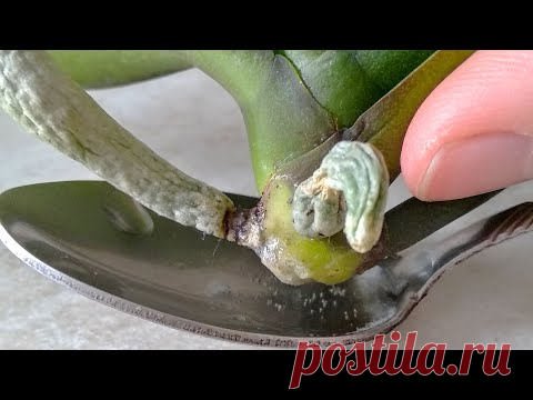СДЕЛАЙТЕ ЭТО орхидеи! ВСЕГО одна ЛОЖКА ПОМОЖЕТ корням! орхидеи ОБЛОЖИ ватой, чтобы ОБРОСЛИ корнями!