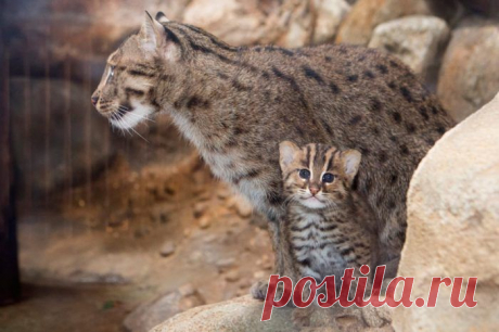 Кошка-Рыболов или Виверровый кот: 25+ фото Крапчатой, цена