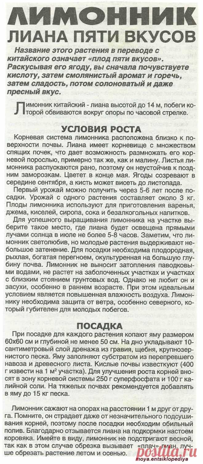 Лимонник