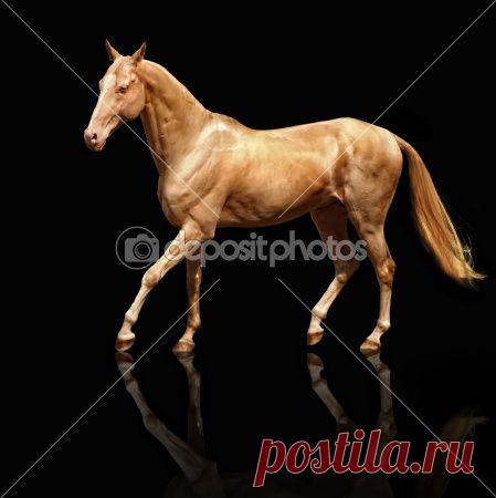 шикарный ахалтекинец изабелловой масти