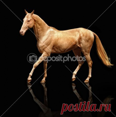 шикарный ахалтекинец изабелловой масти