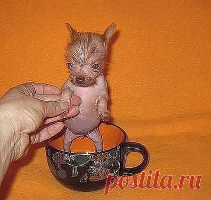 Продам буЛьтерьера! ..ЗлОй... Много жрЁт! ...Извините за неровный почерк ...Пишу в темноте ,...чтоб он не...видел!.....)))