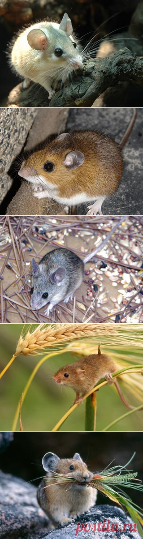 Смотреть изображения мышей | Зооляндия