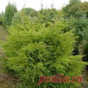 Можжевельники виды и сорта с фото, описание сортов