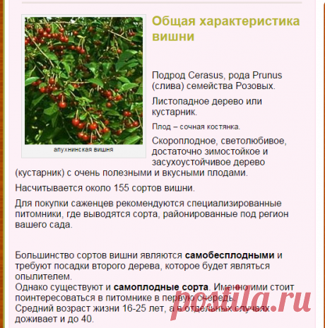 Лучшие сорта вишни | ВО САДУ И В ОГОРОДЕ
