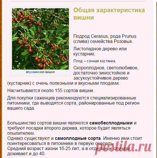 Лучшие сорта вишни | ВО САДУ И В ОГОРОДЕ