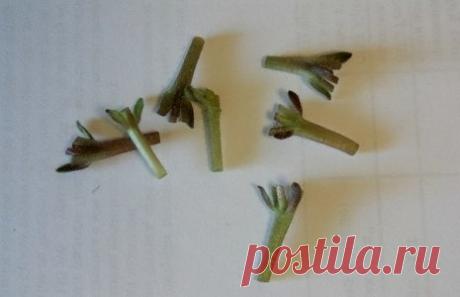 РАЗМНОЖЕНИЕ ФИАЛОК ЦВЕТОНОСОМ(ДЛЯ ФИАЛОК-ХИМЕР)
Для размножения с фиалки срезается цветонос. Выбирают тот, который покрупнее и покрепче остальных, с более развитыми прилистниками. Молодые цветоносы укореняются лучше, но желательно, чтобы один-два распустившихся цветков на нём уже были. Цветонос не укоренится, если на нём бутоны. Цветки срезаются над прилистниками, оставляются отросточки по 3-4 мм. Под прилистниками также делается срез, остаётся черешок около 2 см длиной.

...